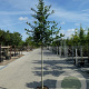 Carpinus betulus 10-12 HO container