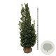Ilex meserv. 'Heckenstar' 200-225 cm met kluit extra