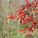 Ilex verticillata 80-100 cm 10L