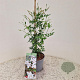 Jasminum officinale 60-65 cm 2,5L