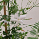 Jasminum officinale 60-65 cm 2,5L