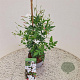 Jasminum officinale 60-65 cm 2,5L