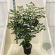 Koelreuteria paniculata 100-125 cm 10L meerstammig