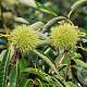 Castanea sat. 'Clone 90044' 10-12 HO container