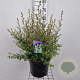 Leptospermum 'Silver Sheen' 40-50 cm 7,5L
