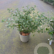 Ceanothus thyrsiflorus repens 20-30 cm 2,0L