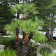 Chamaerops humilis 100-125 cm cont. 130L