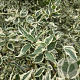 Cornus mas 'Variegata' 6-8 HO container