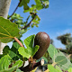 Ficus car. 'Breva' 100 cm stam 18L 8-10