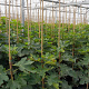 Ficus car. 'Dama Nera' 100 cm stam 18L 8-10
