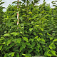 Magnolia soulangeana 200-225 cm draadkluit extra