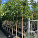 Juglans regia 14-16 HO container