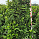 Magnolia 'Susan' 200-225 cm draadkluit extra