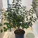 Malus 'Evereste' 100-125 cm 20L meerstammig