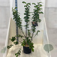 Malus 'Red Sentinel' 150-175 cm 20L meerstammig