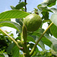 Juglans regia 'Buccaneer' 12-14 HO container