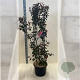 Malus toringo 'Scarlett' 150-175 cm 20L meerstammig