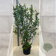 Mespilus germanica 150-175 cm 20L