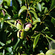 Juglans r. 'Germisara' 6-8 HO 10L