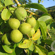 Juglans r. 'Hansen' 6-8 HO 10L