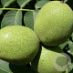 Juglans regia 'Howard' 8-10 HO container