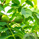 Juglans r. 'Serr' 8-10 HO container