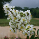 Lagerstroemia indica 'Sarah's Favorite' 200-250 cm container meerstammig extra
