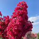 Lagerstroemia indica 'Tuscarora' 200-250 cm container meerstammig extra
