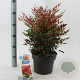 Nandina d. Obsessed 35-40 cm 5,0L