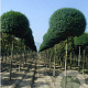 Ligustrum delavayanum 120 cm stam cont. 240L