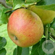 Malus d. 'Alkmene' 12-14 HO draadkluit