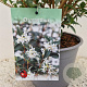 Osmanthus burkwoodii 60-70 cm 3,0L