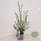 Osmanthus burkwoodii 60-70 cm 3,0L