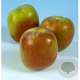 Malus d. 'Benoni' 200-250 cm container meerstammig extra
