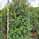 Osmanthus burkwoodii 200-225 cm draadkluit extra