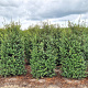 Osmanthus burkwoodii 200-225 cm draadkluit extra