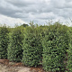 Osmanthus burkwoodii 200-225 cm draadkluit extra