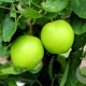 Malus domestica 'Manks Codlin' 10-12 HO container