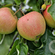 Malus d. 'Rajka' 10-12 HO container