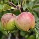 Malus d. 'Rosana' 10-12 HO container