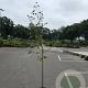 Malus d. 'Schone van Boskoop' 8-10 HO container