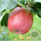 Malus d. 'Zigeunerin' 10-12 HO container