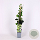 Parthenocissus tr. 'Green Spring' 70 cm 2,0L
