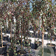 Malus 'Royal Beauty' 8-10 HO 45L 220 cm stam
