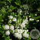 Myrtus communis GM P13