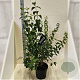 Philadelphus 'Minnesota Snowflake' 100-125 cm 10L