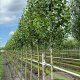 Populus nigra 'Italica' 10-12 HO container