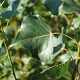 Populus nigra 'Italica' 8-10 HO container