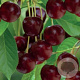 Prunus a. 'Castor' 10-12 HO container