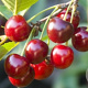 Prunus a. 'Early Rivers' 12-14 HA container